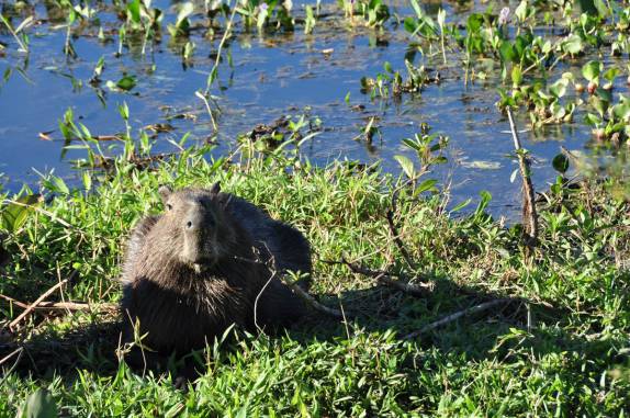 Uma capivara nos observa na rodovia Transpantaneira, entre Poconé e Porto Jofre, no Mato Grosso